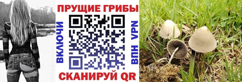 купить наркотик  Высоковск  Псилоцибиновые грибы мухоморы 